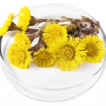 Coltsfoot Extract
