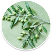 Elaion Tree Leaf Extract