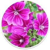 Mallow Flower