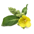 Mullein Extract 
